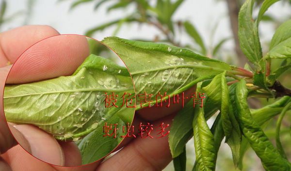 ߜأ@x(chng)ο̲ݾ